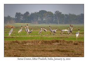 Sarus Cranes