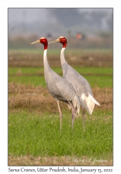 Sarus Cranes