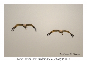 Sarus Cranes