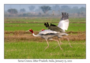 Sarus Cranes