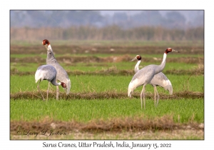 Sarus Cranes