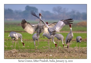 Sarus Cranes