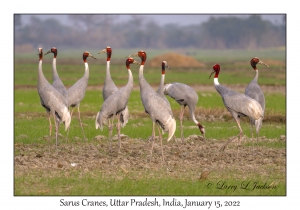 Sarus Cranes