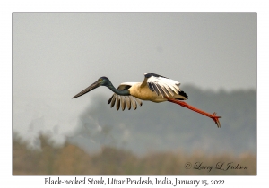 Black-necked Stork