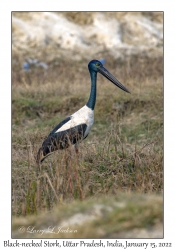 Black-necked Stork