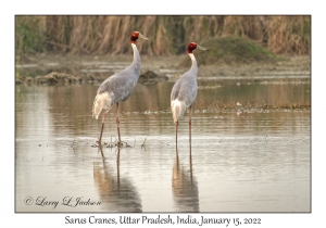 Sarus Cranes