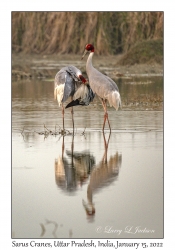 Sarus Cranes