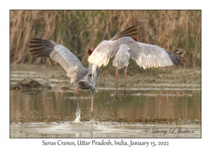 Sarus Cranes