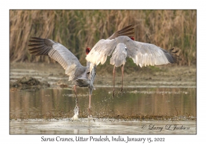 Sarus Cranes