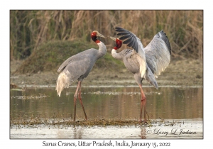 Sarus Cranes