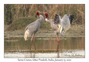 Sarus Cranes