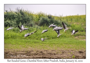 Bar-headed Geese