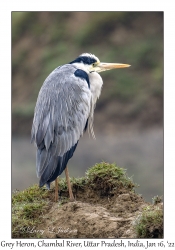 Grey Heron