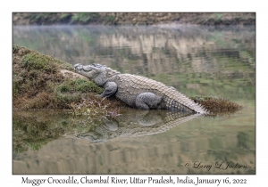 Mugger Crocodile