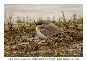 Small Pratincole