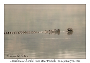 Gharial