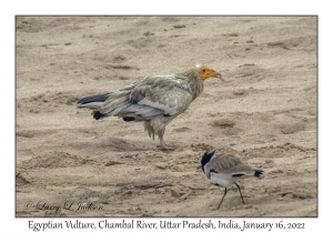 Egyptian Vulture