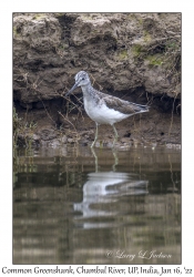 Common Greenshank