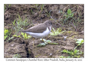 Common Sandpiper