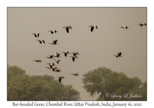 Bar-headed Geese