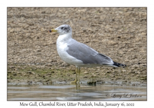 Mew Gull