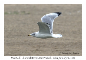 Mew Gull