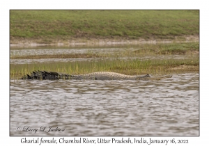 Gharial