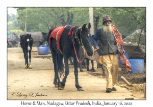 Horse & Man