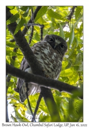 Brown Hawk-Owl