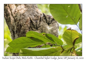 Indian Scops Owl