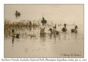 Northern Pintails