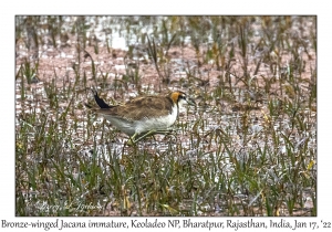 Bronze-winged Jacana