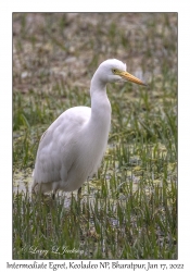 Intermediate Egret