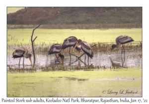 Painted Storks