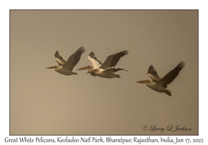 Great White Pelicans