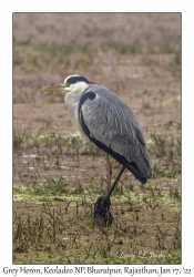 Grey Heron