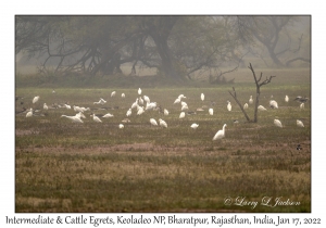 Intermediate & Cattle Egrets