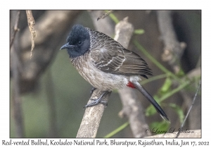 Red-vented Bulbul