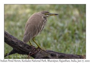 Indian Pond Heron