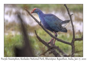 Purple Swamphen