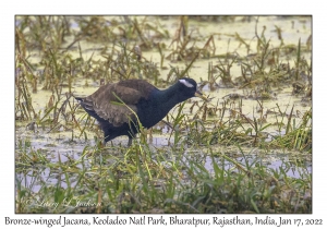 Bronze-winged Jacana