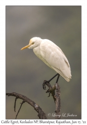 Cattle Egret