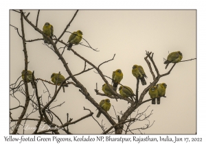 Yellow-footed Green Pigeon