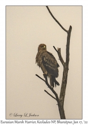 Eurasian Marsh Harrier