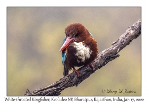 White-throated Kingfisher