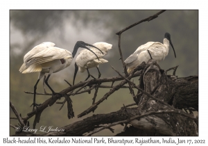 Black-headed Ibis