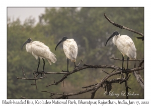 Black-headed Ibis