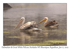 Dalmatian & Great White Pelican