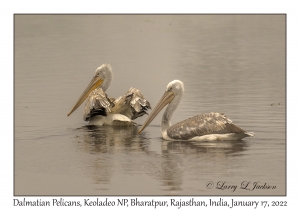 Dalmatian Pelicans