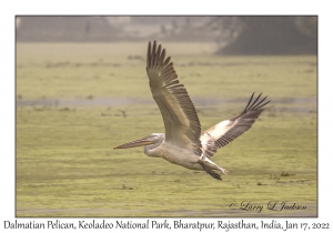 Dalmatian Pelican